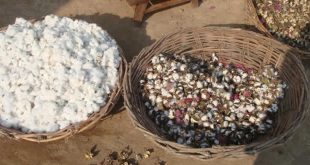 Hard Times For Cotton Growers, Textile Industry