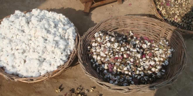 Hard Times For Cotton Growers, Textile Industry